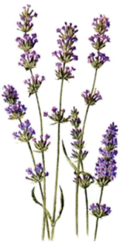 Aqua Oleum Lavender 100% eterisk olje 10 ml