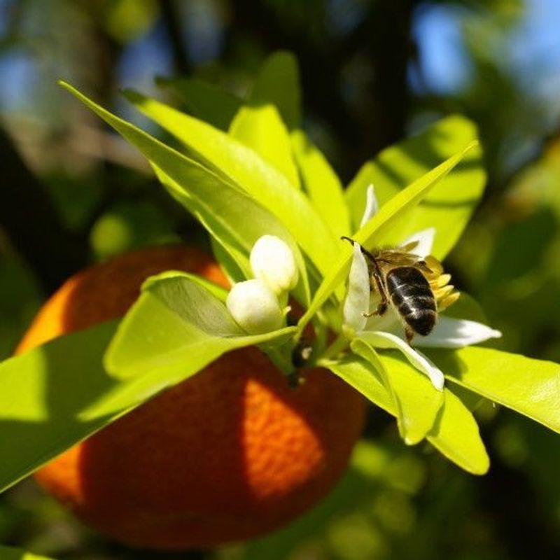 Aqua Oleum Neroli 5% eterisk olje 10 ml